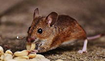 24 Hour & Emergency Exterminators in Westfield, NC